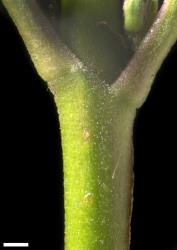 Veronica hulkeana subsp. hulkeana. Stem. Scale = 1 mm.
 Image: P.J. Garnock-Jones © P.J. Garnock-Jones CC-BY-NC 3.0 NZ